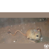 گونه دوپای سه انگشتی تالر Thaler three – toed jerboa